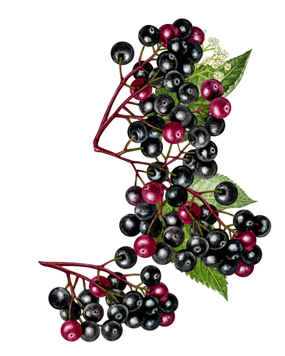 Wyld CBD Elderberry Gummies - Immune Support & Relaxation with Natural Berry Flavor